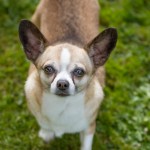 Chihuahua Rescue UK