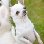 Chihuahua Rescue UK