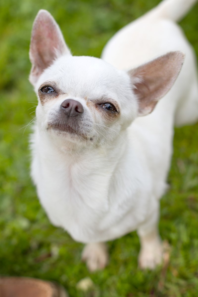 Chihuahua Rescue UK, Adopt, Don’t Shop! » Chihuahua Rescue