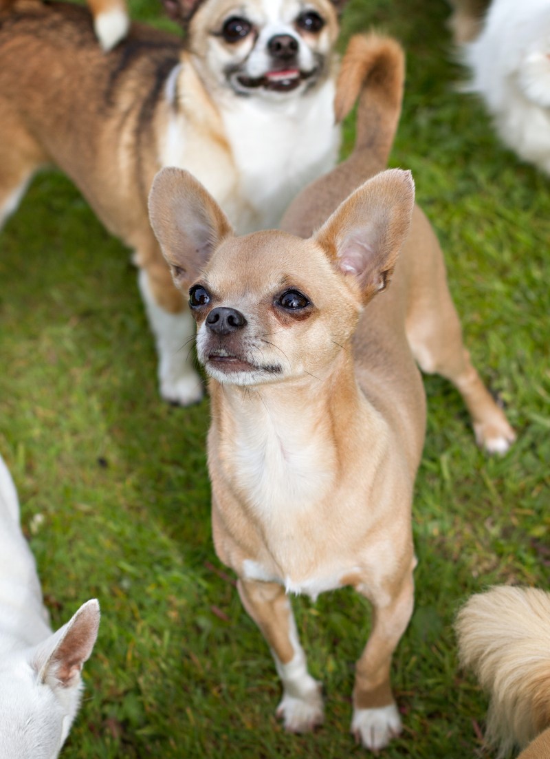 Chihuahua Rescue UK, Adopt, Don’t Shop! » Gallery