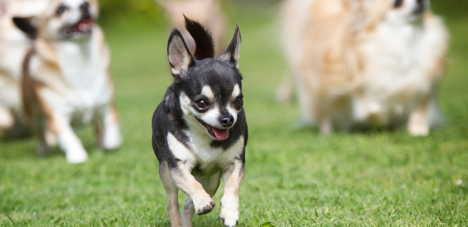 Chihuahua Rescue UK, Adopt, Don’t Shop! » Dogs Needing