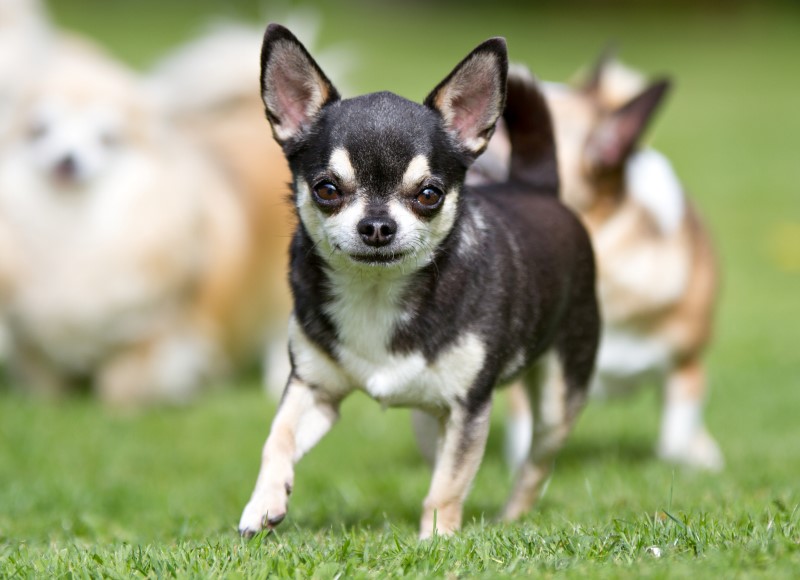 Chihuahua Rescue UK, Adopt, Don’t Shop! » Gallery