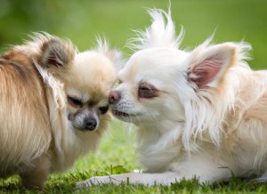 Chihuahua Rescue UK (1)