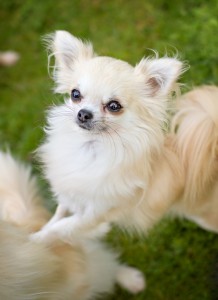 Chihuahua Rescue UK