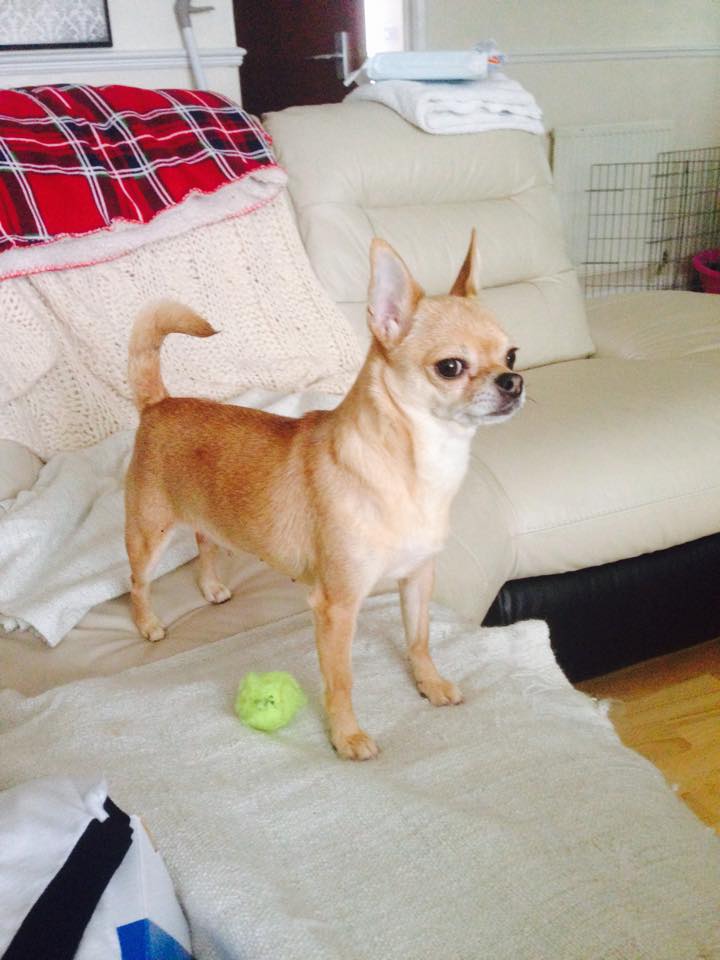 Lola from Swindon 2 – Chihuahua Rescue UK