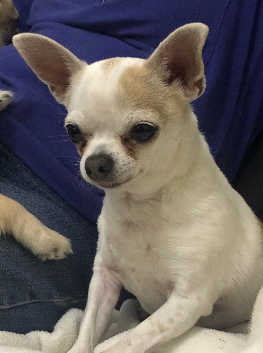 Dogs Needing Adoption Chihuahua Rescue UK